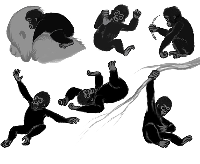Gorilla, character sheet illustration.